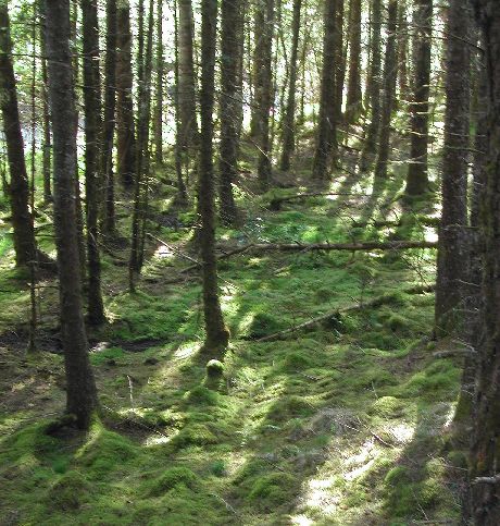 Forest Sunlight.