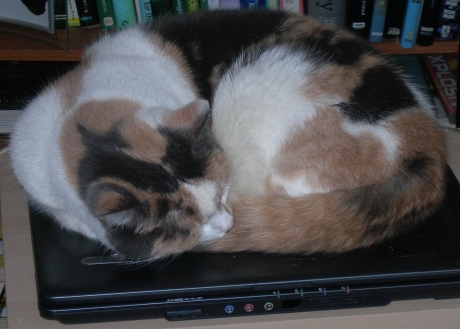 Nothing beats a warm lap(top) for a kip.